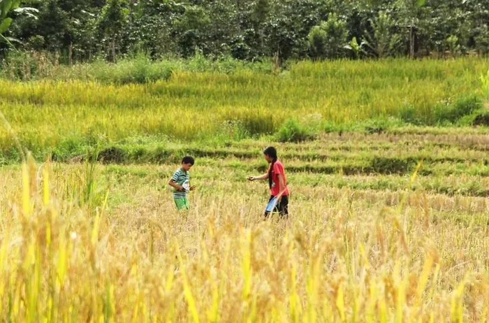 Đẹp ngỡ ngàng mùa lúa chín ở Măng Ri - Hình 6
