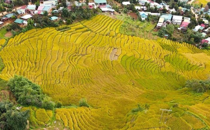 Đẹp ngỡ ngàng mùa lúa chín ở Măng Ri - Hình 1