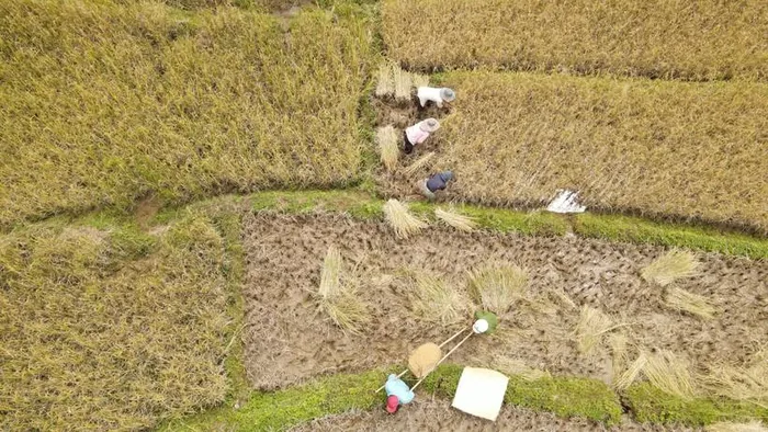 Đẹp ngỡ ngàng mùa lúa chín ở Măng Ri - Hình 4