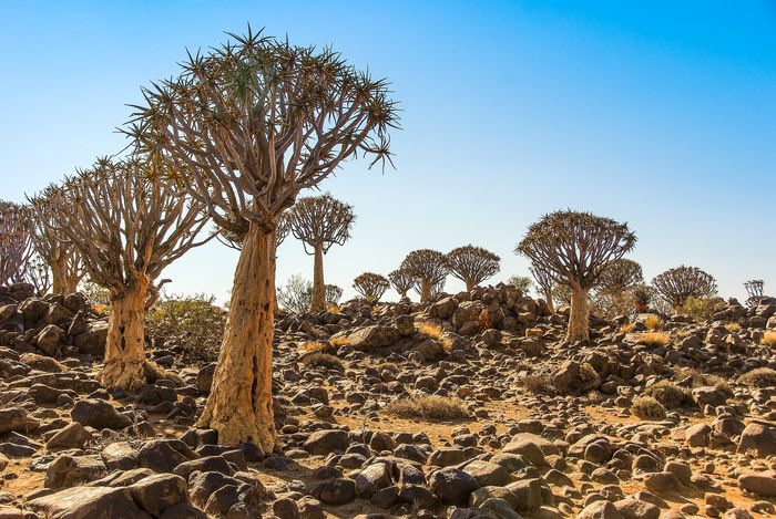 Kỳ lạ rừng cây lộn ngược độc đáo ở Namibia - Hình 1