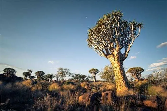 Kỳ lạ rừng cây lộn ngược độc đáo ở Namibia - Hình 6