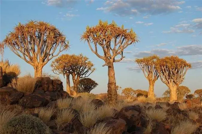 Kỳ lạ rừng cây lộn ngược độc đáo ở Namibia - Hình 8