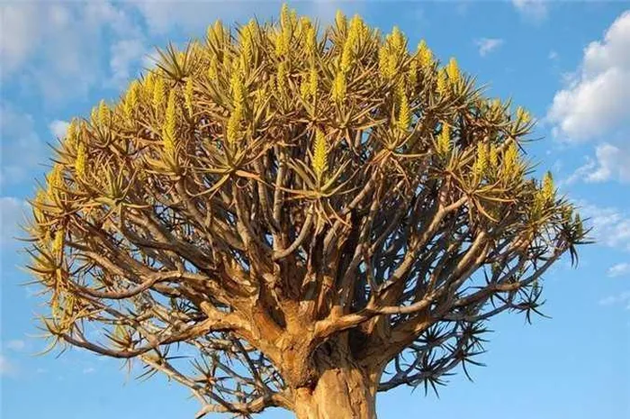 Kỳ lạ rừng cây lộn ngược độc đáo ở Namibia - Hình 5