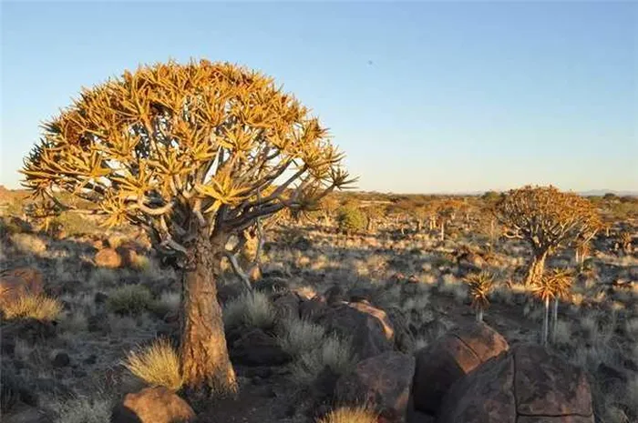 Kỳ lạ rừng cây lộn ngược độc đáo ở Namibia - Hình 2