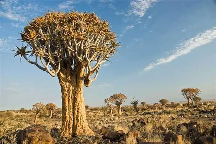 Kỳ lạ rừng cây lộn ngược độc đáo ở Namibia - Hình 9