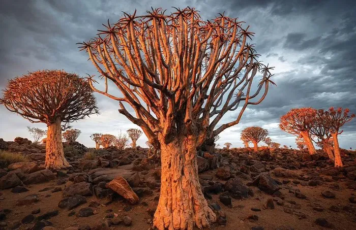 Kỳ lạ rừng cây lộn ngược độc đáo ở Namibia - Hình 10
