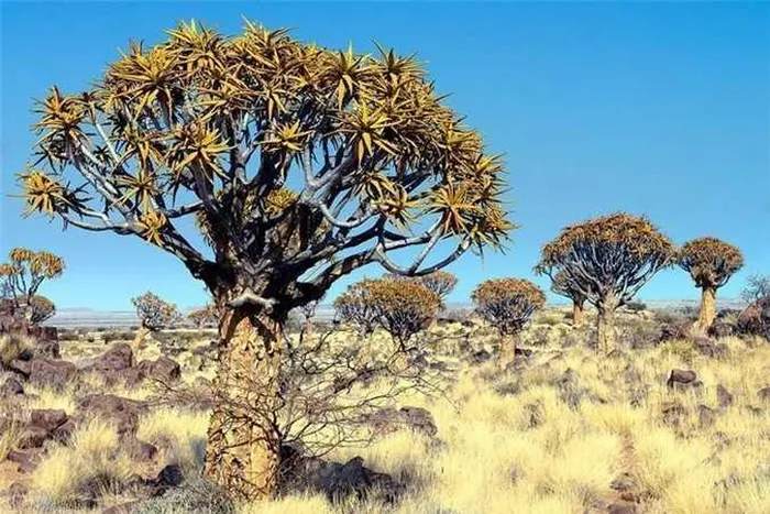 Kỳ lạ rừng cây lộn ngược độc đáo ở Namibia - Hình 4