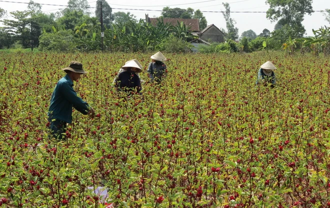 nhung cong dung tuyet voi cua hoa atiso do doi voi suc khoe f2d 7048186