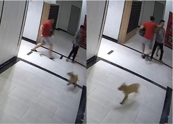Vụ chủ chó tác động vật lý, người nhà thách thức: Chuyện này chút xíu, làm cũng không tới đâu. - Hình 2