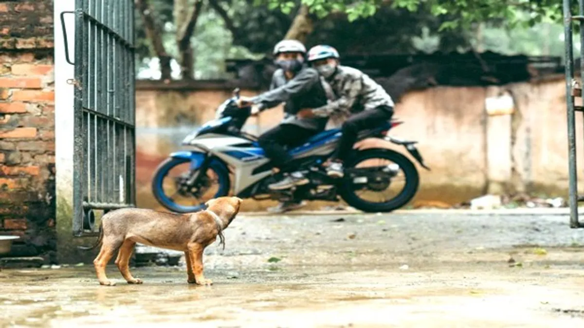 Vụ chủ chó ra tay với người cha bảo vệ con dưới góc nhìn pháp lý: Có thể lãnh án hình sự - Hình 6