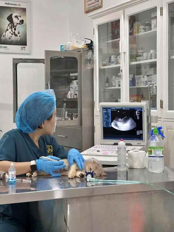 Vụ mèo bị giẫm đạp: Chủ khóc sưng mắt cầu cứu bệnh viện SG, mẹ 2 đứa trẻ có hành động gây phẫn nộ - Hình 4