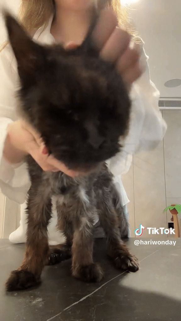 Trấn Thành tiếp tục có hành động bất ổn, fan khóc xin anh đừng nhảy xuống, Hari Won tỏ thái độ - Hình 11