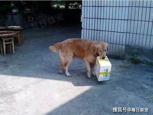 Biết sắp bị đem bán, chó Golden liên tục làm một việc khiến chủ nhân rưng rưng xúc động Biet-sap-bi-dem-ban-cho-golden-lien-tuc-lam-mot-viec-khien-chu-nhan-rung-rung-xuc-dong-1a7-6886393
