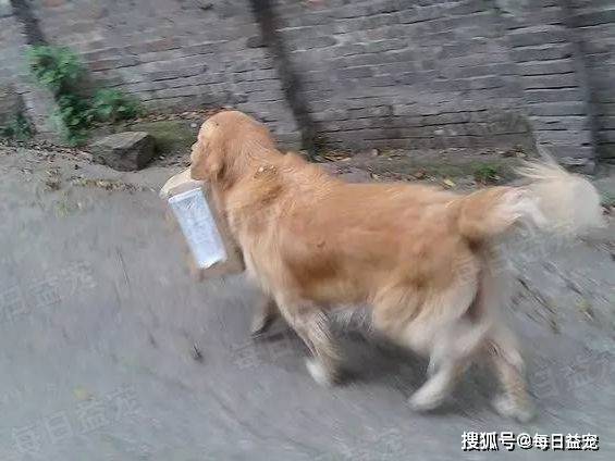 Biết sắp bị đem bán, chó Golden liên tục làm một việc khiến chủ nhân rưng rưng xúc động Biet-sap-bi-dem-ban-cho-golden-lien-tuc-lam-mot-viec-khien-chu-nhan-rung-rung-xuc-dong-a25-6886393