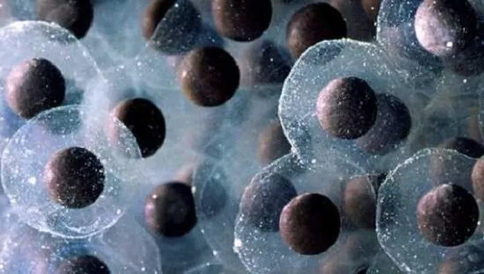 Những quả trứng lạ lùng nhất trong thế giới động vật - Hình 7