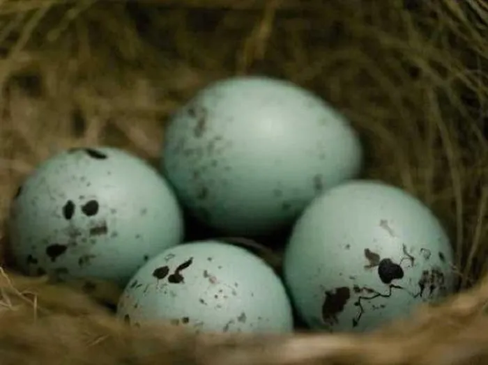 Những quả trứng lạ lùng nhất trong thế giới động vật - Hình 4