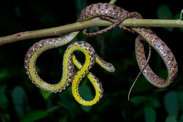 10 loài rắn có ngoại hình quyến rũ nhất Việt Nam - Lạ vui - Việt Giải Trí