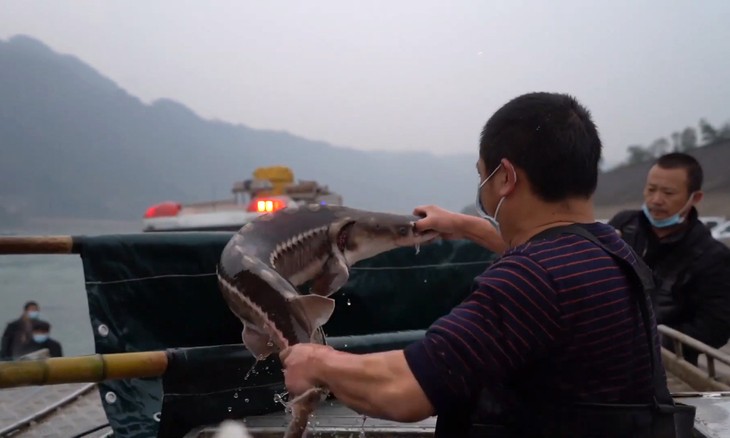 Loài cá tuyệt chủng ngoài tự nhiên 23 năm trước bất ngờ hồi sinh