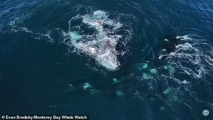 Khoảnh khắc cặp cá voi xám bị 30 con cá voi sát thủ tấn công - Hình 2