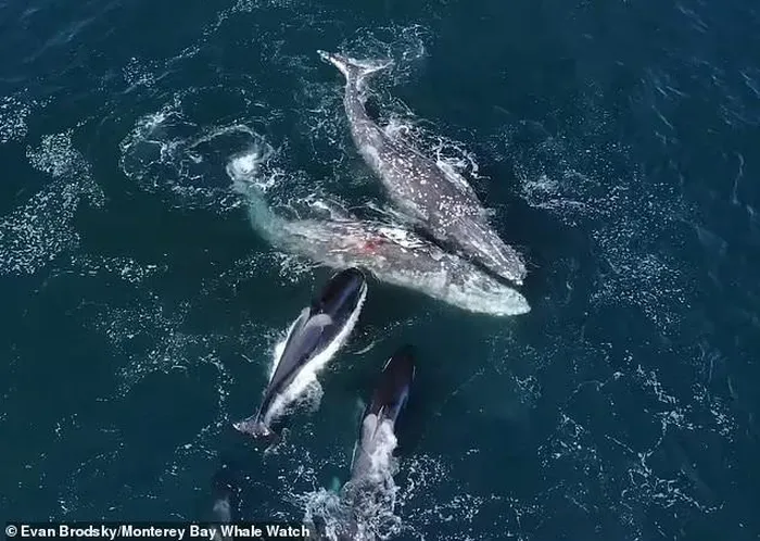 Khoảnh khắc cặp cá voi xám bị 30 con cá voi sát thủ tấn công - Hình 4