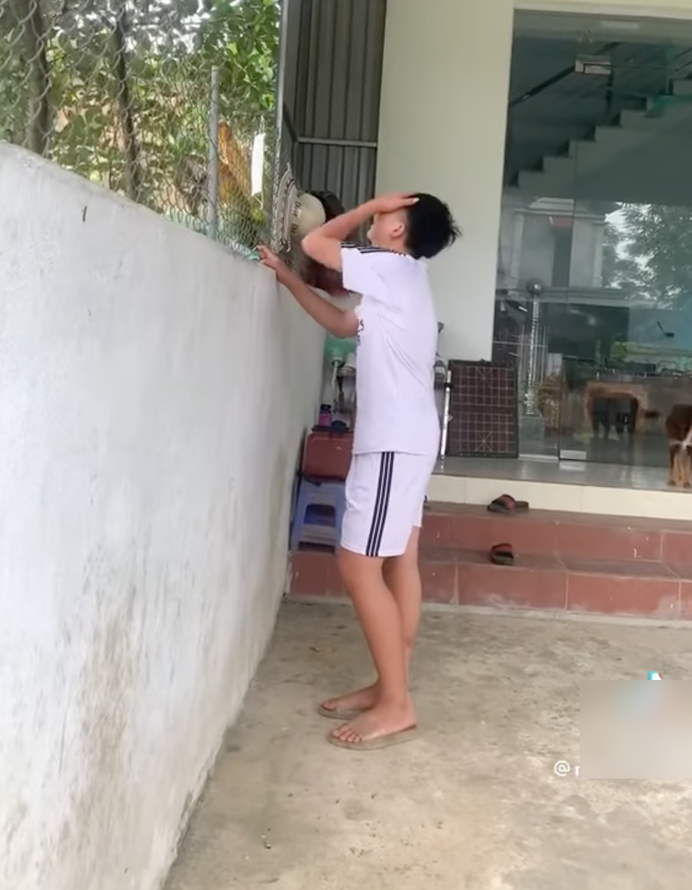 Kinh hãi cảnh người mẹ ném 5 con chó vô tội xuống ao vì con nghịch hư, cậu bé khóc nấc bất lực vì mẹ - Hình 3