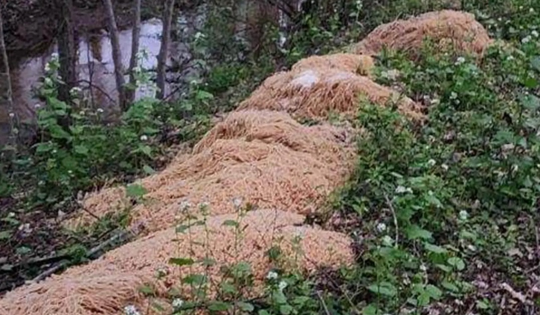 Núi mì nấu chín xuất hiện bí ẩn trong rừng ở Mỹ - Hình 1