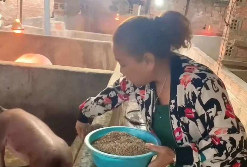 Siu Black từ họa mi núi rừng cát-xê 1 tỷ đến bị chủ nợ bao vây, giờ về quê làm nông nuôi lợn - Hình 5