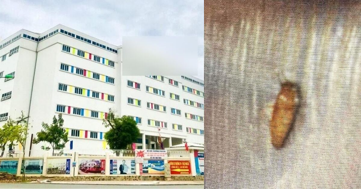 Bữa ăn 1 Trường tiểu học quốc tế ở Hà Nội có gián, học sinh hỏi thì cô giáo lấp liếm: Đây là con ong - Hình 8