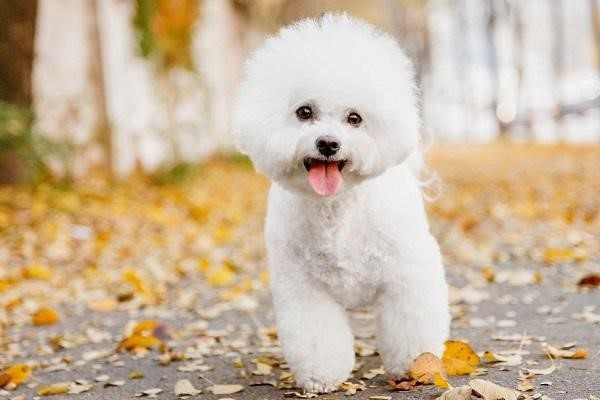 Cặp vợ chồng già lãnh trọn kết đắng khi đem toàn bộ tài sản bán cho ... thú cưng với lý do không ngờ - Hình 4