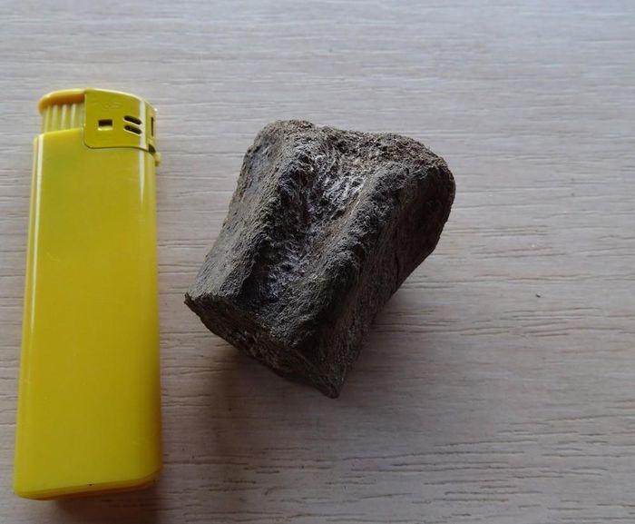 Bulgaria: Các nhà khoa học khám phá hóa thạch động vật 83 triệu năm tuổi - Hình 1