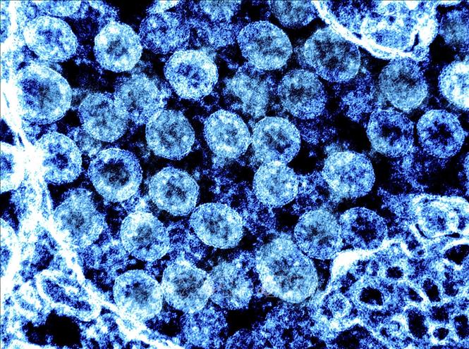 Israel phát hiện biến thể EG.5.1 của virus SARS-COV-2 - Hình 1