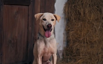 Doanh thu phòng vé tuần qua: Phim Việt bất ngờ đánh bại bom tấn Aquaman 2 giành ngôi đầu - Hình 3