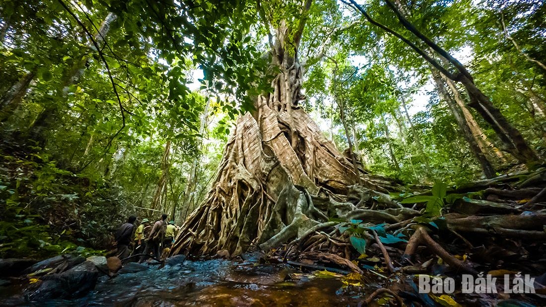 Khám phá Khu dự trữ sinh quyển thế giới thứ hai ở Tây Nguyên - Hình 3