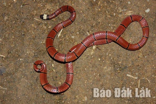 Khám phá Khu dự trữ sinh quyển thế giới thứ hai ở Tây Nguyên - Hình 11