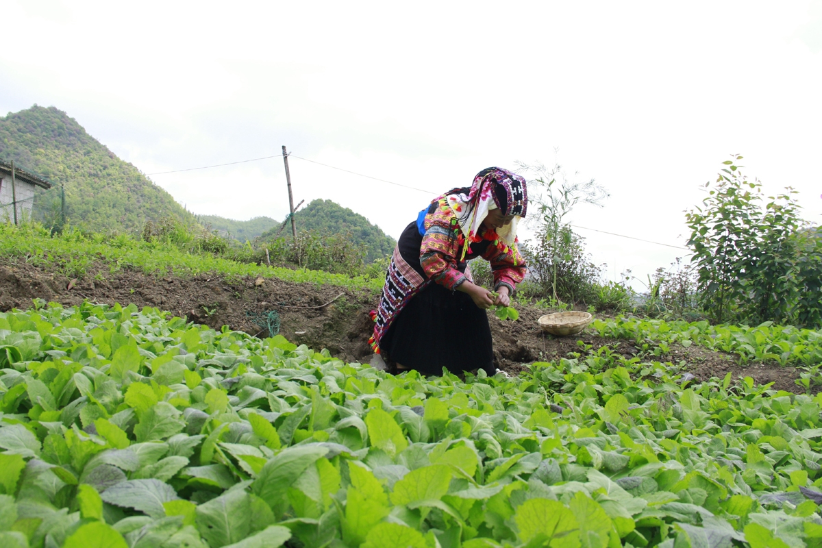 Khám phá ngôi làng cổ tích dưới chân núi rồng - Hình 9
