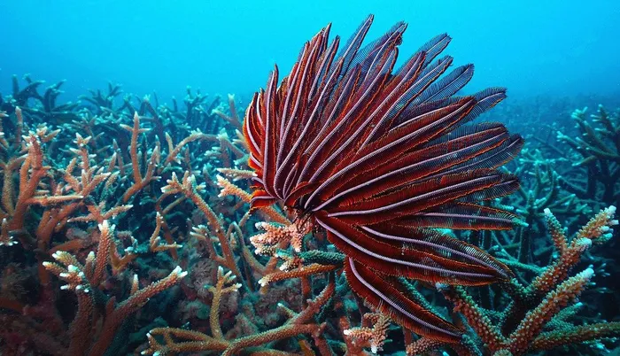 Chiêm ngưỡng loài động vật có vẻ đẹp kỳ lạ dưới đáy đại dương - Hình 5