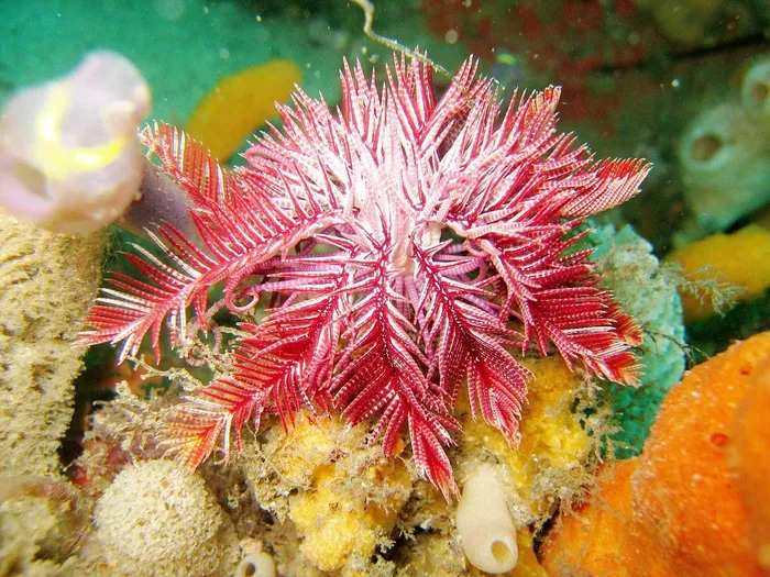Chiêm ngưỡng loài động vật có vẻ đẹp kỳ lạ dưới đáy đại dương - Hình 7