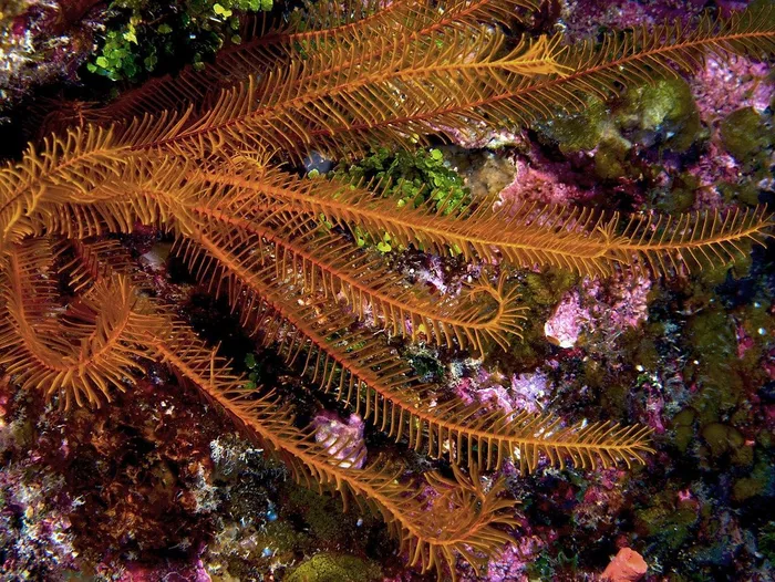 Chiêm ngưỡng loài động vật có vẻ đẹp kỳ lạ dưới đáy đại dương - Hình 3