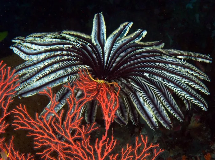 Chiêm ngưỡng loài động vật có vẻ đẹp kỳ lạ dưới đáy đại dương - Hình 2