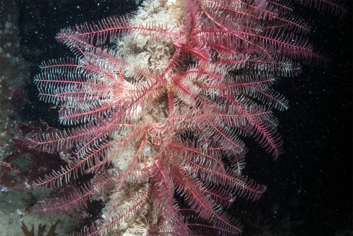Chiêm ngưỡng loài động vật có vẻ đẹp kỳ lạ dưới đáy đại dương - Hình 1