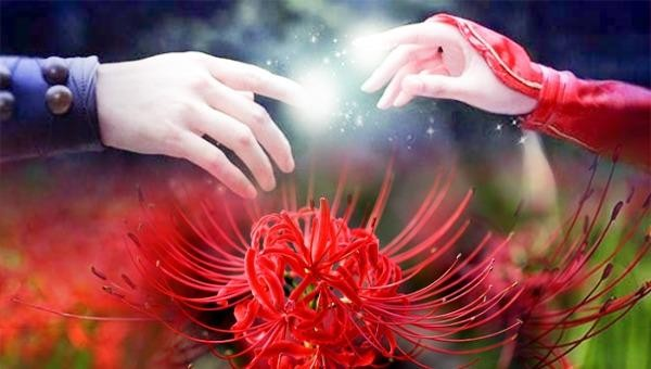 Truyền thuyết hoa bỉ ngạn: hồi ức đau thương, mọc trên đường xuống Hoàng Tuyền - Hình 3