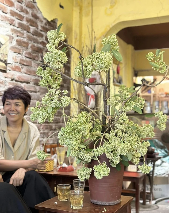 Thử cắm hoa sữa ở văn phòng, cô gái Hà Nội khiến đồng nghiệp sang chấn tâm lý - Hình 6