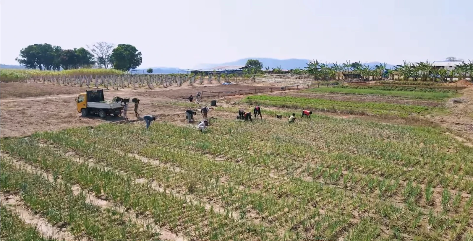 Sững sờ loại củ bán đầy ở chợ VN, team Quang Linh đem sang Angola thành đặc sản - Hình 2