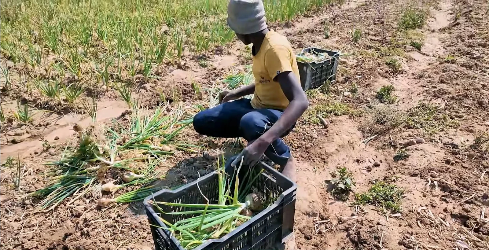 Sững sờ loại củ bán đầy ở chợ VN, team Quang Linh đem sang Angola thành đặc sản - Hình 4
