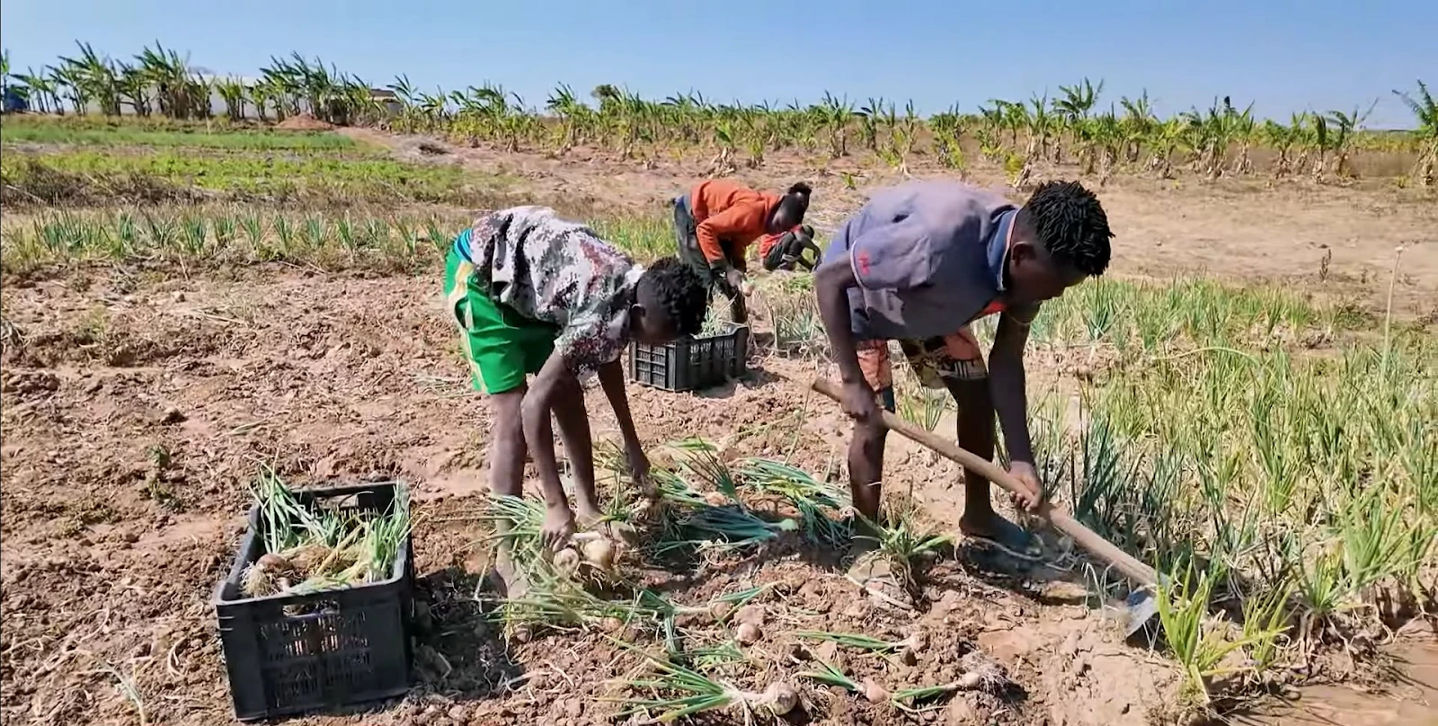 Sững sờ loại củ bán đầy ở chợ VN, team Quang Linh đem sang Angola thành đặc sản - Hình 3