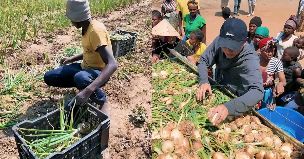 Sững sờ loại củ bán đầy ở chợ VN, team Quang Linh đem sang Angola thành đặc sản - Hình 12