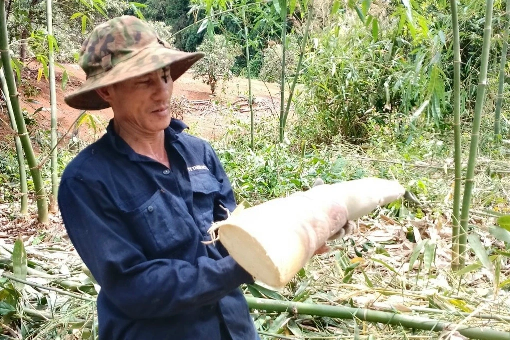 Cụ bà U80 mỗi năm hốt bạc tỷ nhờ tre độc lạ, độc nhất vô nhị ở Đắk Nông? - Hình 7