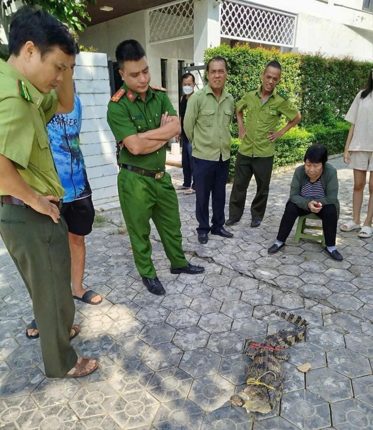 Cá sấu 1,2 mét bơi trong bể cá Koi: vô chủ, nguyên nhân xuất hiện gây bất ngờ? - Hình 3