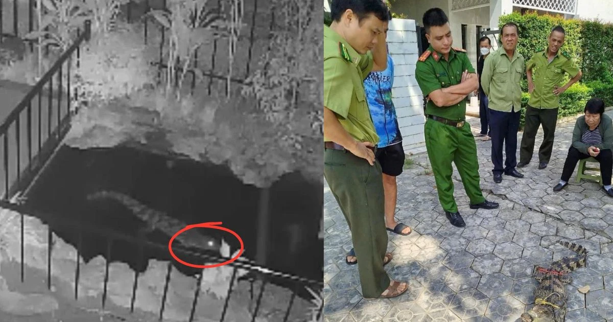 Cá sấu 1,2 mét bơi trong bể cá Koi: vô chủ, nguyên nhân xuất hiện gây bất ngờ? - Hình 7