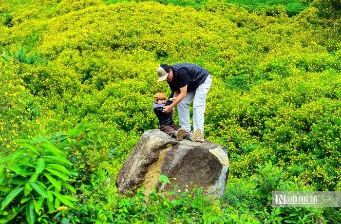 Biển vàng hoa dã quỳ trên cao nguyên - Hình 10
